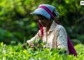 The government has approved the payment of more than Rs. 4.5 billion in outstanding statutory dues to over 10,000 current and retired employees of three state owned plantation institutions.