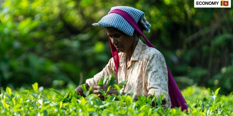 The government has approved the payment of more than Rs. 4.5 billion in outstanding statutory dues to over 10,000 current and retired employees of three state owned plantation institutions.